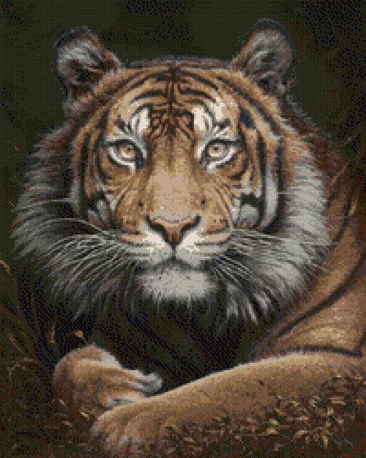 Тигрище Коллин Богл - предпросмотр