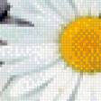 Предпросмотр схемы вышивки «Пара ромашек.» (№530523)