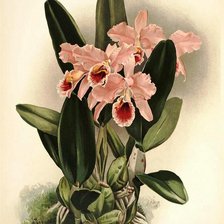 Схема вышивки «Орхидеи»