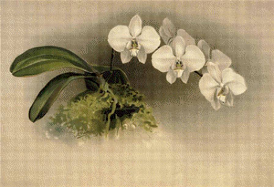 Орхидеи - цветы, натюрморт - предпросмотр