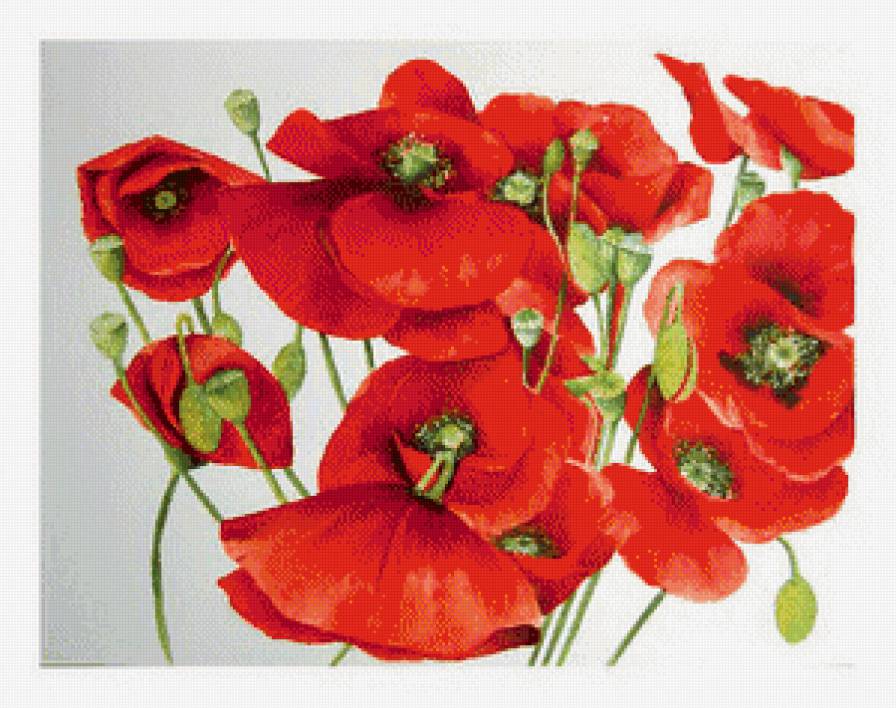 Маки - букет, маки, цветы - предпросмотр