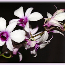 Схема вышивки «Орхидеи на черном»