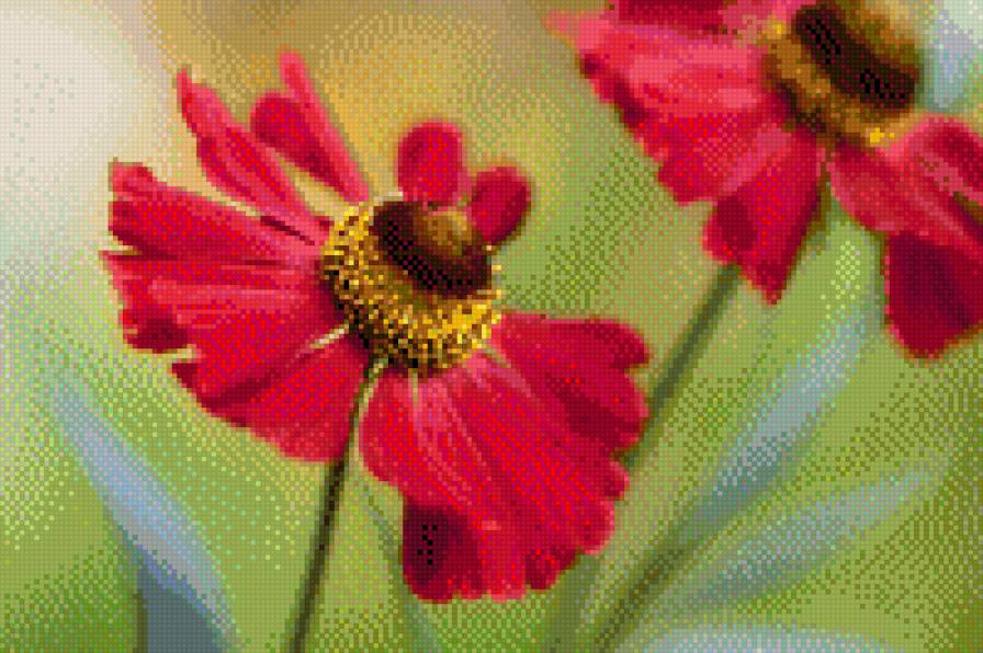 страсть - красные, цветы, страсть - предпросмотр