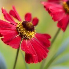 Схема вышивки «страсть»