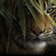 Схема вышивки «ли богл 19 тигр»