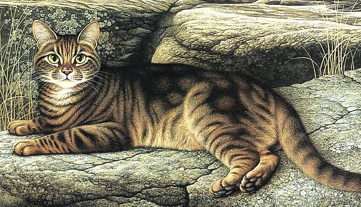 Полосатый кот - животные, кошки - оригинал