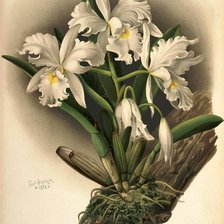 Схема вышивки «Орхидеи»