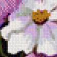 Предпросмотр схемы вышивки «Космеи» (№530940)