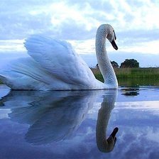 Схема вышивки «лебедь»