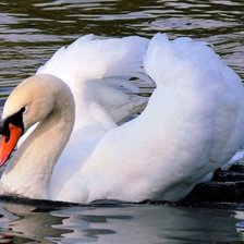 Схема вышивки «лебедь»