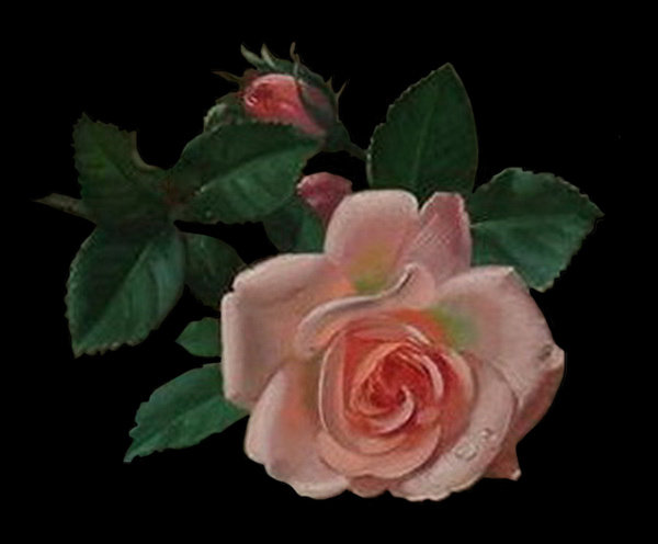 бутон - живопись, роза, цветы - оригинал