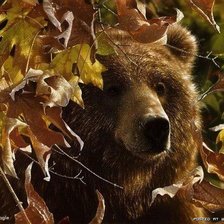 Схема вышивки «ли богл 52 медведь»