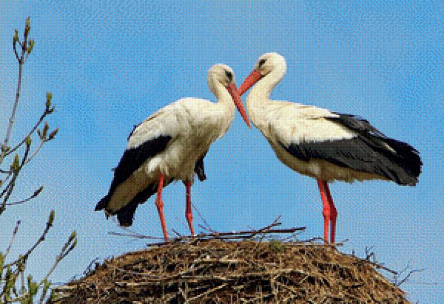 Аисты в гнезде. - гнездо, аист, птицы - предпросмотр
