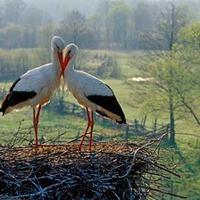 Схема вышивки «Аисты в гнезде. панорамный пейзаж»