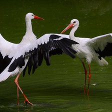 Схема вышивки «Танец аистов.»