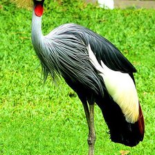 Схема вышивки «Венценосный журавль.»