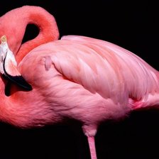 Схема вышивки «Розовый фламинго»