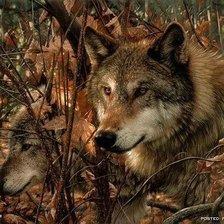 Схема вышивки «ли богл 71 волки»