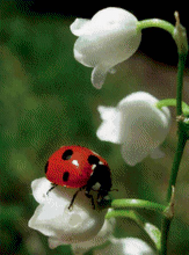 божья коровка на ландыше - цветы, насекомые - предпросмотр