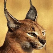 Схема вышивки «Рысь»