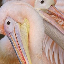 Схема вышивки «Птицы»