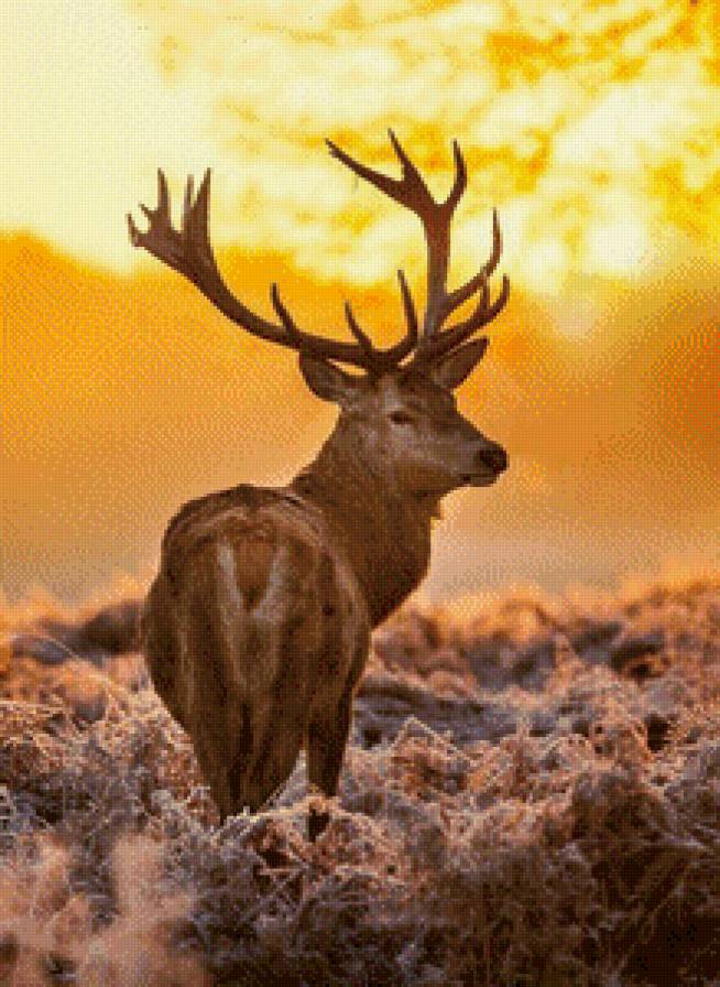 Лось - природа, лось, животные - предпросмотр