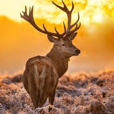 Схема вышивки «Лось»