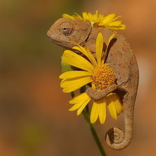 Схема вышивки «хамелион»