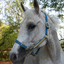 Схема вышивки «Арабская Навага 2»