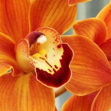 Схема вышивки «Цимбидиум»