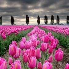 Схема вышивки «Тюльпаны»