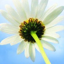 Схема вышивки «Ромашка»