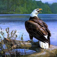 Схема вышивки «Орел»