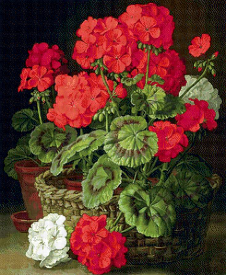 Герань - герань, цветы - предпросмотр