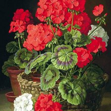 Схема вышивки «Герань»