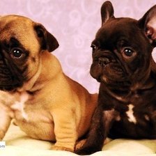 французский бульдог