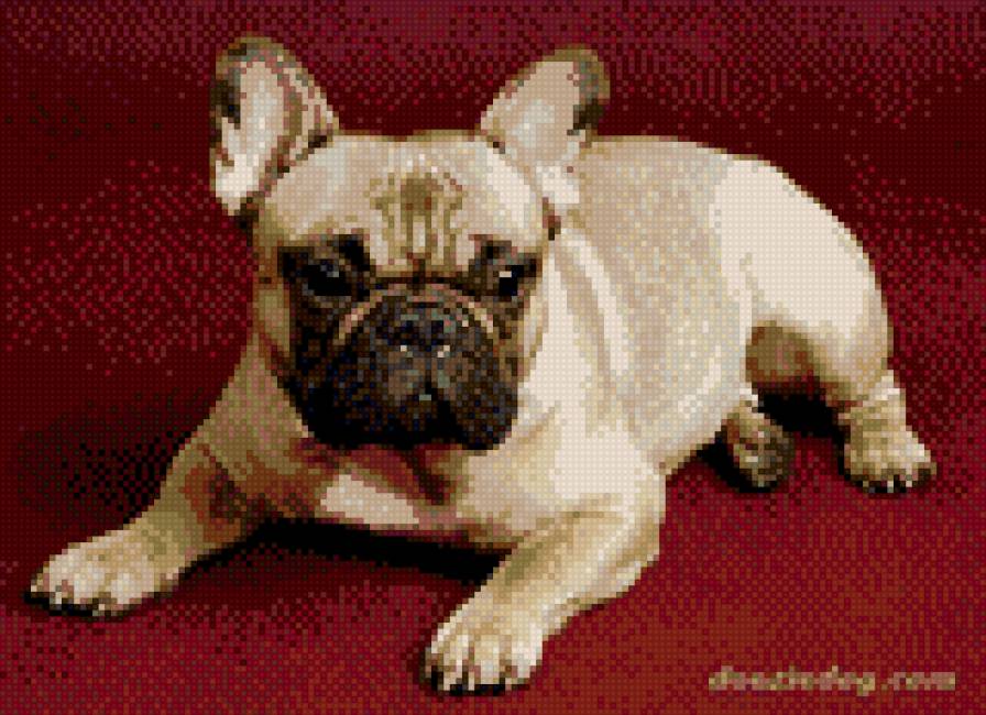 французский бульдог - собаки - предпросмотр