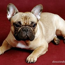 Схема вышивки «французский бульдог»