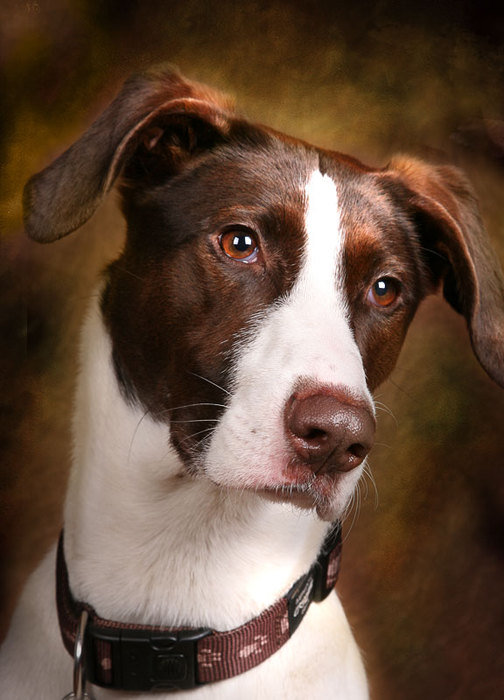 собака - собаки - оригинал