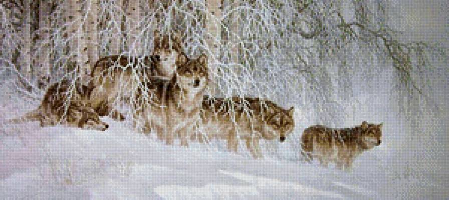 волчья тропа - природа, животные, лес, пейзаж, картина, зима, волк, поляна, хищники - предпросмотр