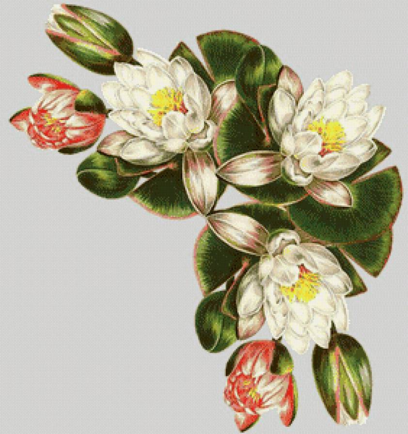 лотос уголок - лотос, уголок, букет, водяная лилия, лилия, цветы - предпросмотр