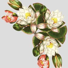 Схема вышивки «лотос уголок»