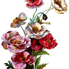 Схема вышивки «маки»