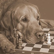 Схема вышивки «Верный друг»