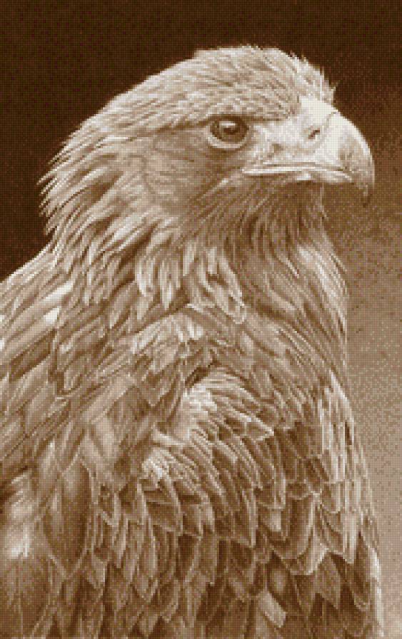 Птенец орлана - птицы, сепия, птенец, орлан, монохром - предпросмотр