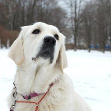 Схема вышивки «Чезя1»