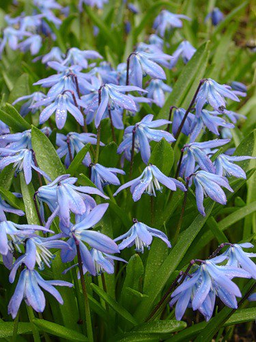 пролески 2 - цветы, природа, нежность - оригинал