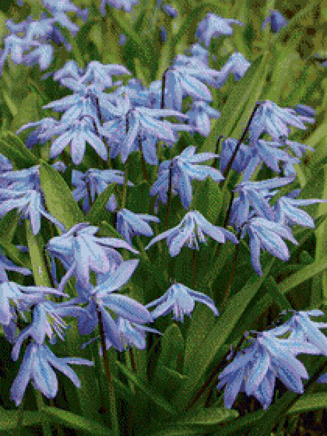 пролески 2 - природа, нежность, цветы - предпросмотр