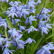 Схема вышивки «пролески 2»