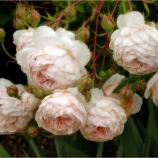 Схема вышивки «розы»